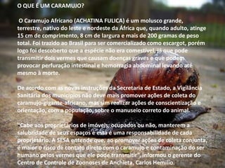 O QUE É UM CARAMUJO? 
O Caramujo Africano (ACHATINA FULICA) é um molusco grande, 
terrestre, nativo do leste e nordeste da África que, quando adulto, atinge 
15 cm de comprimento, 8 cm de largura e mais de 200 gramas de peso 
total. Foi trazido ao Brasil para ser comercializado como escargot, porém 
logo foi descoberto que a espécie não era comestível, já que pode 
transmitir dois vermes que causam doenças graves e que podem 
provocar perfuração intestinal e hemorragia abdominal levando até 
mesmo à morte. 
De acordo com as novas instruções da Secretaria de Estado, a Vigilância 
Sanitária dos municípios não deve mais promover ações de coleta do 
caramujo-gigante-africano, mas sim realizar ações de conscientização e 
orientação, com a população, sobre o manuseio correto do animal. 
“Cabe aos proprietários de imóveis, ocupados ou não, manterem a 
salubridade de seus espaços e esta é uma responsabilidade de cada 
proprietário. A SESA entende que, ao promover ações de coleta conjunta, 
é maior o risco de contato direto com o caramujo e contaminação do ser 
humano pelos vermes que ele pode transmitir”, informou o gerente do 
Centro de Controle de Zoonoses de Anchieta, Carlos Hemílio. 
 