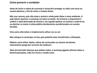Como prevenir e combater 
Antes de iniciar a coleta do caramujo é necessário proteger as mãos com luvas ou 
sacolas plásticas, a fim de evitar o contato direto. 
Não usar veneno, pois não mata o animal e ainda pode afetar o meio ambiente. A 
ação ideal é queimar o caramujo em latas ou tonéis. Ao incinerar o importante é 
conferir a total destruição do animal e, em seguida quebrar as conchas e enterrá-las 
ou destinar os restos à coleta pública devidamente acondicionados em sacolas 
lacradas. 
Uma outra alternativa é simplesmente utilizar cal, ou sal. 
Não coloque os caramujos no lixo, pois poderão estar transferindo a infestação. 
Objetos como telhas, tijolos, sobras de construções ou excesso de plantas 
representam perigo por servirem de criadouro. 
Além de transmitir doenças que podem matar, o caramujo-gigante-africano Ataca e 
destrói plantações, sobe em muros e invade casas. 
 