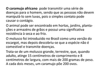 O caramujo africano pode transmitir uma série de 
doenças para o homem, sendo que as pessoas não devem 
manipulá-lo sem luvas, pois o simples contato pode 
causar o contágio. 
O animal pode ser encontrado em hortas, jardins, planta-ções 
e armazéns de grãos e possui uma significativa 
resistência à seca e ao frio. 
O molusco foi introduzido no Brasil como uma versão do 
escargot, mas depois descobriu-se que a espécie não é 
comestível e transmite doenças. 
Trata-se de um molusco grande, terrestre, que, quando 
adulto, atinge 15 centímetros de comprimento e 8 
centímetros de largura, com mais de 200 gramas de peso. 
A cada dois meses, um caramujo põe 200 ovos. 
 