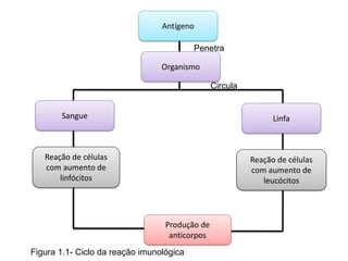 Antígeno
Organismo
Sangue Linfa
Reação de células
com aumento de
linfócitos
Reação de células
com aumento de
leucócitos
Produção de
anticorpos
Penetra
Circula
Figura 1.1- Ciclo da reação imunológica
 