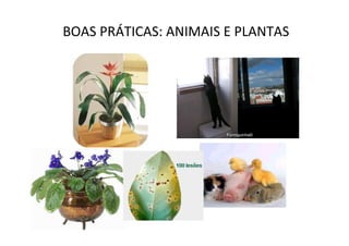 BOAS PRÁTICAS: ANIMAIS E PLANTAS
 