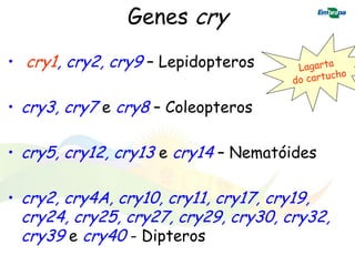 Genes cry
• cry1, cry2, cry9 – Lepidopteros

• cry3, cry7 e cry8 – Coleopteros

• cry5, cry12, cry13 e cry14 – Nematóides

• cry2, cry4A, cry10, cry11, cry17, cry19,
 cry24, cry25, cry27, cry29, cry30, cry32,
 cry39 e cry40 - Dipteros
 