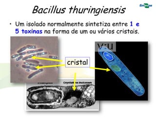 Bacillus thuringiensis
• Um isolado normalmente sintetiza entre 1 e
  5 toxinas na forma de um ou vários cristais.




                    cristal
 