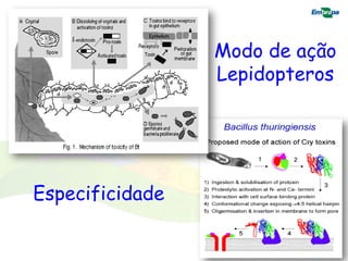 Modo de ação
                 Lepidopteros




Especificidade
 