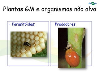 Plantas GM e organismos não alvo

 • Parasitóides:   • Predadores:
 