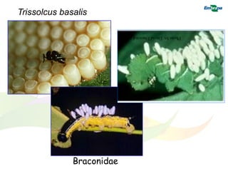 Trissolcus basalis




              Braconidae
 