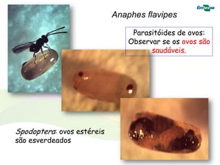 Anaphes flavipes

                                 Parasitóides de ovos:
                                Observar se os ovos são
                                      saudáveis.




Spodoptera: ovos estéreis
são esverdeados
 