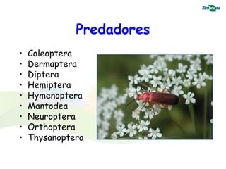 Predadores
•   Coleoptera
•   Dermaptera
•   Diptera
•   Hemiptera
•   Hymenoptera
•   Mantodea
•   Neuroptera
•   Orthoptera
•   Thysanoptera
 