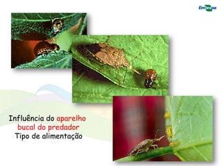 Influência do aparelho
  bucal do predador
 Tipo de alimentação
 