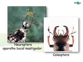 Neuroptera
aparelho bucal mastigador

                            Coleoptera
 