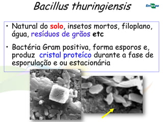 Bacillus thuringiensis
• Natural do solo, insetos mortos, filoplano,
  água, resíduos de grãos etc
• Bactéria Gram positiva, forma esporos e,
  produz cristal proteíco durante a fase de
  esporulação e ou estacionária
 