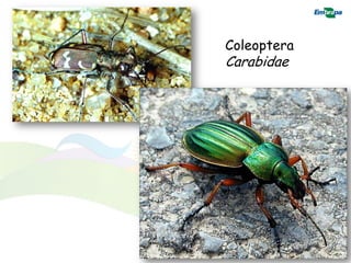 Coleoptera
Carabidae
 