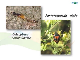 Pentatomidade - ninfa




Coleoptera
Staphilinidae
 