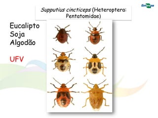 Supputius cincticeps (Heteroptera:
                      Pentatomidae)
Eucalipto
Soja
Algodão

UFV
 