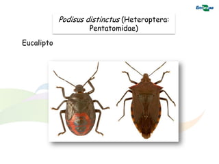 Podisus distinctus (Heteroptera:
                     Pentatomidae)
Eucalipto
 