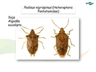 Podisus nigrispinus (Heteroptera:
                     Pentatomidae)
Soja
Algodão
eucalipto
 