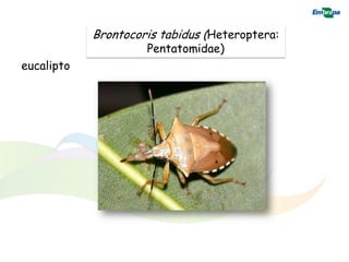 Brontocoris tabidus (Heteroptera:
                     Pentatomidae)
eucalipto
 