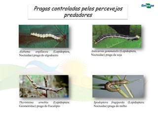 Pragas controladas pelos percevejos
                       predadores




Alabama     argillacea    (Lepidoptera,   Anticarsia gemmatalis (Lepidoptera,
Noctuidae) praga do algodoeiro            Noctuidae) praga da soja




Thyrinteina   arnobia    (Lepidoptera:      Spodoptera frugiperda (Lepidoptera:
Geometridae) praga do Eucalipto             Noctuidae) praga do milho
 