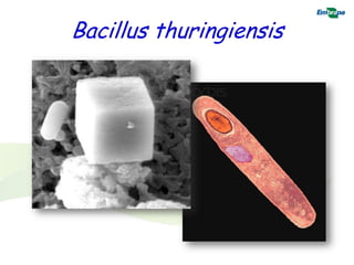 Bacillus thuringiensis
 