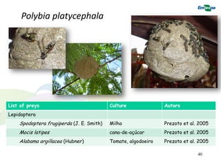 Polybia platycephala




List of preys                             Culture              Autors
Lepidoptera
    Spodoptera frugiperda (J. E. Smith)   Milho                Prezoto et al. 2005
    Mocis latipes                         cana-de-açúcar       Prezoto et al. 2005
    Alabama argillacea (Hubner)           Tomate, algodoeiro   Prezoto et al. 2005

                                                                             40
 