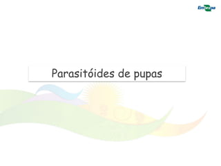 Parasitóides de pupas
 