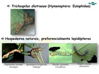  Trichospilus diatraeae (Hymenoptera: Eulophidae)




 Hospedeiros naturais, preferencialmente lepidópteros




  Thyrinteina arnobia   Spodoptera frugiperda   Plutella xylostella   Oxydia vesulia
       Eucalipto              Polifaga             Cruciíferas         Abacateiro
 