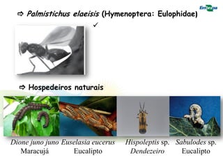  Palmistichus elaeisis (Hymenoptera: Eulophidae)
                         




   Hospedeiros naturais




Dione juno juno Euselasia eucerus   Hispoleptis sp. Sabulodes sp.
   Maracujá        Eucalipto         Dendezeiro       Eucalipto
 