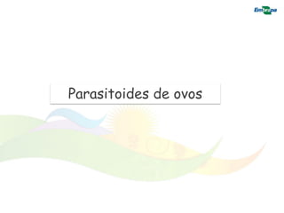 Parasitoides de ovos
 