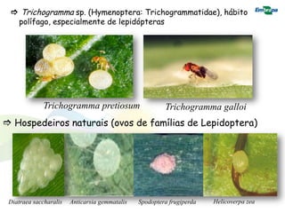  Trichogramma sp. (Hymenoptera: Trichogrammatidae), hábito
  polífago, especialmente de lepidópteras




             Trichogramma pretiosum                      Trichogramma galloi
 Hospedeiros naturais (ovos de famílias de Lepidoptera)




 Diatraea saccharalis   Anticarsia gemmatalis   Spodoptera frugiperda   Helicoverpa zea
 