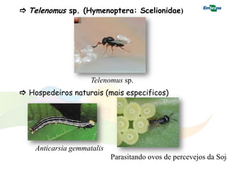  Telenomus sp. (Hymenoptera: Scelionidae)




                     Telenomus sp.
 Hospedeiros naturais (mais especificos)




    Anticarsia gemmatalis
                            Parasitando ovos de percevejos da Soja
 