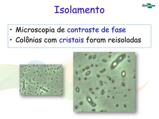 Isolamento
• Microscopia de contraste de fase
• Colônias com cristais foram reisoladas
 