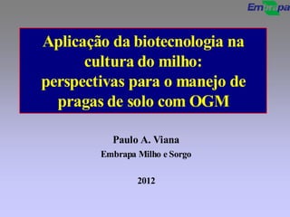 Aplicação da biotecnologia na
      cultura do milho:
perspectivas para o manejo de
  pragas de solo com OGM

          Paulo A. Viana
        Embrapa Milho e Sorgo

                2012
 