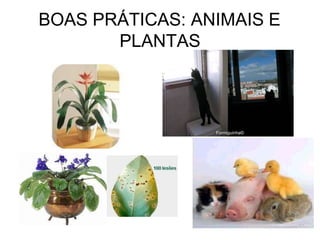 BOAS PRÁTICAS: ANIMAIS E
PLANTAS
 