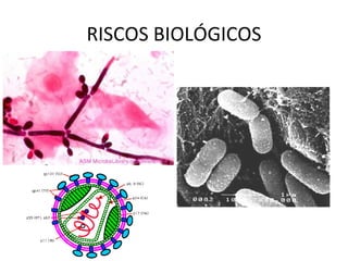RISCOS BIOLÓGICOS
 