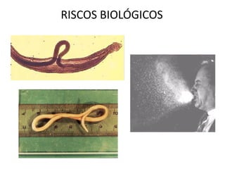 RISCOS BIOLÓGICOS
 