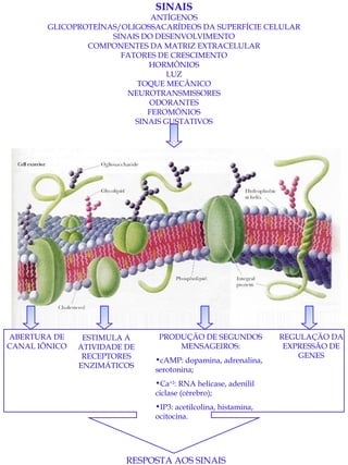 SINAIS ANTÍGENOS GLICOPROTEÍNAS/OLIGOSSACARÍDEOS DA SUPERFÍCIE CELULAR SINAIS DO DESENVOLVIMENTO COMPONENTES DA MATRIZ EXTRACELULAR FATORES DE CRESCIMENTO HORMÔNIOS LUZ TOQUE MECÂNICO NEUROTRANSMISSORES ODORANTES FEROMÔNIOS SINAIS GUSTATIVOS ABERTURA DE CANAL IÔNICO ESTIMULA A ATIVIDADE DE RECEPTORES ENZIMÁTICOS PRODUÇÃO DE SEGUNDOS MENSAGEIROS: cAMP: dopamina, adrenalina, serotonina;  Ca +2 : RNA helicase, adenilil ciclase (cérebro); IP3: acetilcolina, histamina, ocitocina. REGULAÇÃO DA EXPRESSÃO DE GENES RESPOSTA AOS SINAIS   