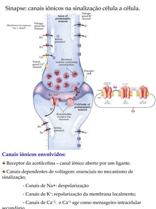 Sinapse: canais iônicos na sinalização célula a célula. Canais iônicos envolvidos: Receptor da acetilcolina – canal iônico aberto por um ligante. Canais dependentes de voltagem: essenciais no mecanismo de sinalização;  - Canais de Na+: despolarização  - Canais de K + : repolarização da membrana localmente; - Canais de Ca +2 :  o Ca +2  age como mensageiro intracelular secundário. Membrana em repouso: Vm = -60mV 