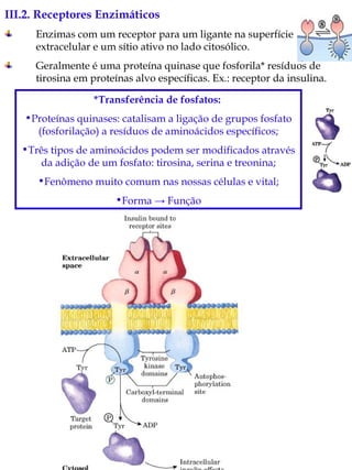 III.2. Receptores Enzimáticos Enzimas com um receptor para um ligante na superfície extracelular e um sítio ativo no lado citosólico. Geralmente é uma proteína quinase que fosforila* resíduos de tirosina em proteínas alvo específicas. Ex.: receptor da insulina. *Transferência de fosfatos:   Proteínas quinases: catalisam a ligação de grupos fosfato (fosforilação) a resíduos de aminoácidos específicos; Três tipos de aminoácidos podem ser modificados através da adição de um fosfato: tirosina, serina e treonina; Fenômeno muito comum nas nossas células e vital; Forma -> Função 