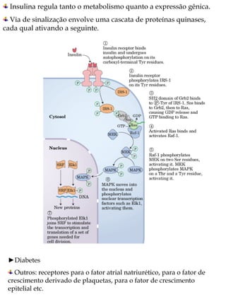 Insulina regula tanto o metabolismo quanto a expressão gênica.  Via de sinalização envolve uma cascata de proteínas quinases, cada qual ativando a seguinte. ► Diabetes Outros: receptores para o fator atrial natriurético, para o fator de crescimento derivado de plaquetas, para o fator de crescimento epitelial etc. 