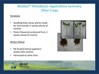 BioStart RhizoBoost Presentation | PPTX