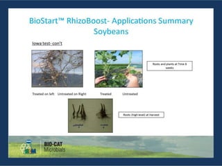 BioStart RhizoBoost Presentation | PPTX