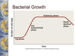 Modelling of Bacterial Growth | PPTX