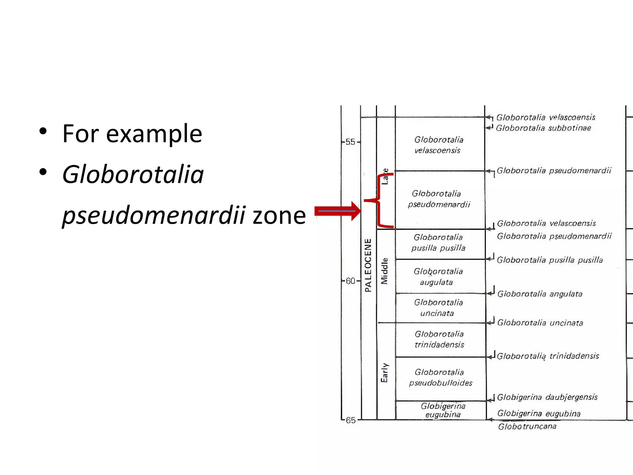 • For example
• Globorotalia
  pseudomenardii zone
 