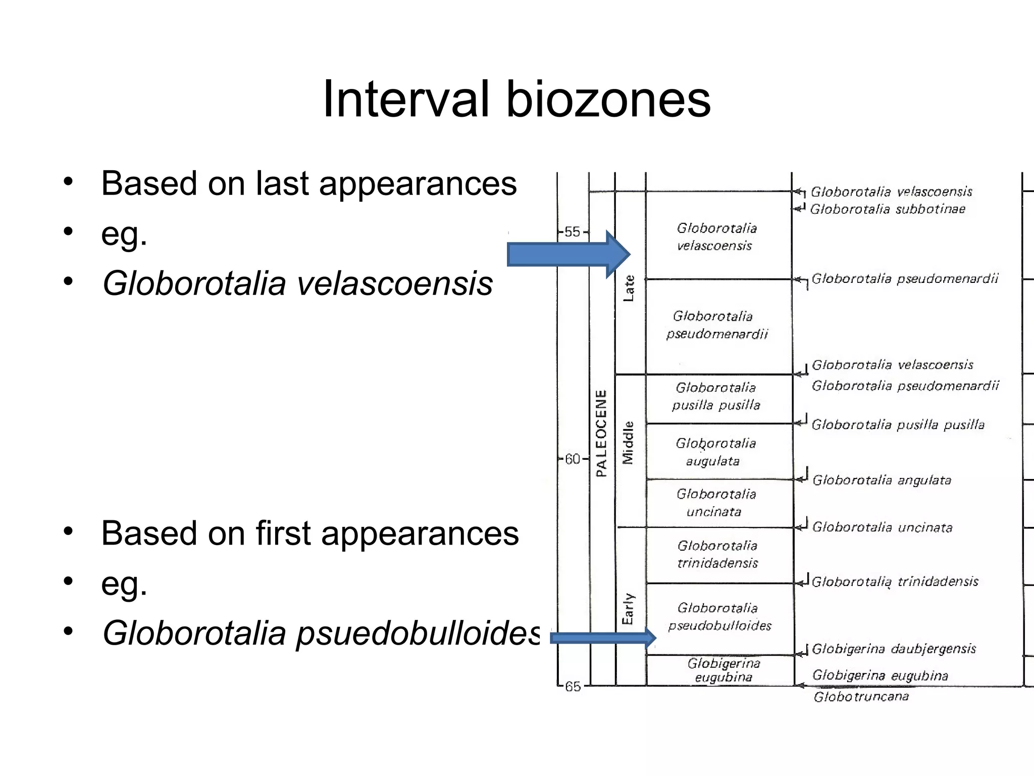 Interval biozones
• Based on last appearances
• eg. 
• Globorotalia velascoensis




• Based on first appearances
• eg. 
• Globorotalia psuedobulloides
 