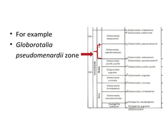 • For example
• Globorotalia
  pseudomenardii zone
 