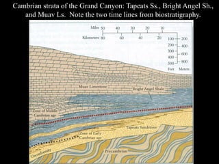 Cambrian strata of the Grand Canyon: Tapeats Ss., Bright Angel Sh.,
   and Muav Ls. Note the two time lines from biostratigraphy.
 