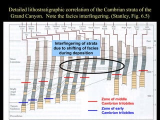 Detailed lithostratigraphic correlation of the Cambrian strata of the
Grand Canyon. Note the facies interfingering. (Stanley, Fig. 6.5)




                     Interfingering of strata
                     due to shifting of facies
                        during deposition




                                                 Zone of middle
                                                 Cambrian trilobites
                                                 Zone of early
                                                 Cambrian trilobites
 