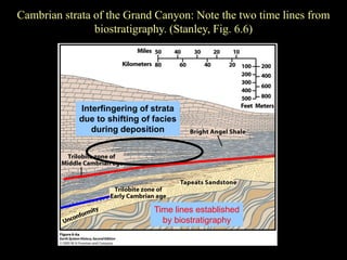 Cambrian strata of the Grand Canyon: Note the two time lines from
                biostratigraphy. (Stanley, Fig. 6.6)




            Interfingering of strata
            due to shifting of facies
               during deposition




                               Time lines established
                                 by biostratigraphy
 