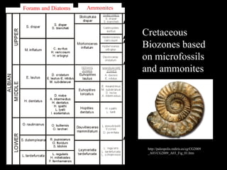 Forams and Diatoms   Ammonites



                                 Cretaceous
                                 Biozones based
                                 on microfossils
                                 and ammonites




                                  http://paleopolis.rediris.es/cg/CG2009
                                  _A03/CG2009_A03_Fig_01.htm
 