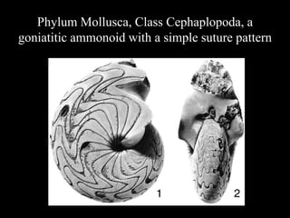 Phylum Mollusca, Class Cephaplopoda, a
goniatitic ammonoid with a simple suture pattern
 